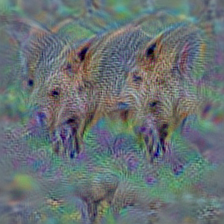n02396427 wild boar, boar, Sus scrofa